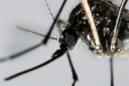 Detalle del mosquito "Aedes Aegypti", trasmisor del zika. EFE/Archivo