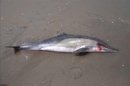 El experto del Imarpe, Andrés Chipollini, aclaró que este suceso es diferente a lo que mató a los delfines y aves en los últimos meses en la costa norte y central de Perú. EFE/Archivo