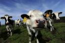 La leche materna a la venta en internet contiene leche de vaca