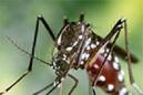En la foto, un mosquito tigre. Miden 5 milímetros, es negro con rayas blancas, vive en zonas con agua, pica, a diferencia de su "primo" el mosquito común, sólo de día y su aguijón puede atravesar la ropa. EFE/Archivo