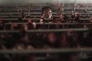 La OMS dice que no hubo contacto con aves en algunos casos de gripe en China
