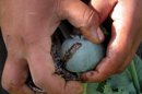Un agricultor afgano recoge el opio crudo después de sacarlo de las amapolas en sus campos a las afueras de Kandahar. El fruto de la amapola o adormidera (Papaver Somniferum) es la base del opio y todas sus drogas derivadas: la heroína, la morfina y la codeína. EFE/Archivo
