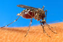 En esta foto sin fecha se ve a un mosquito de la especie Aedes aegypti posado sobre la piel de una persona. Delegados sanitarios centroamericanos iniciaron en Santo Domingo, República Dominicana, el martes 29 de abril de 2014 el análisis de nuevas estrategias para atender los casos de chikungunya y dengue, enfermedades transmitidas por la picadura de estos mosquitos. (Foto AP/USDA, Archivo)