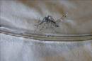 Imagen de un mosquito Aedes aegypti, especie que puede transmitir los virus del dengue y chikunguña. EFE/Archivo