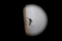 El mosquito de la variedad "Aedes aegytpi", el cual transmite el virus del zika, dengue y chikungunya. EFE/Archivo