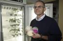 En la imagen, el profesor Luis Vicente López Llorca, director del Grupo de Fitopatología de la UA y responsable de esta investigación. EFEEn la imagen, vista de un cultivo de hongos pertenecientes a una investigación del Departamento de Fitopatología de la Facultad de Ciencias de la Universidad de Alicante. EFE