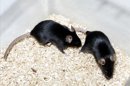 Los ratones con casos severos de pólipos y lesiones cancerosas intestinales a los que se les suministró la bacteria genéticamente modificada, mostraron una reducción significativa en el número de pólipos en el colón en comparación con los no tratados. EFE/Archivo