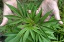 En la actualidad sólo 13 compañías están autorizadas a producir marihuana destinada a pacientes con receta médica. EFE/Archivo
