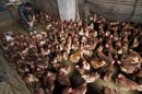 Un empleado selecciona pollos en un mercado de Nanjing, en China. EFE