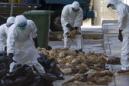 Dos personas mueren por gripe aviar H7N9 en la provincia china de Fujian: Xinhua